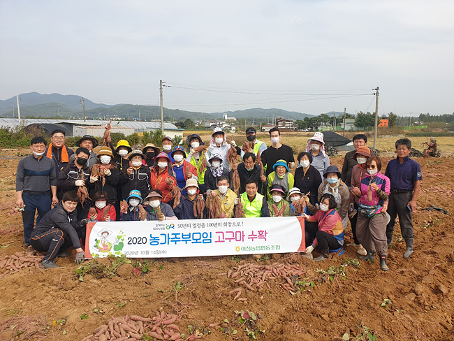 농주모 고구마캐기.jpg
