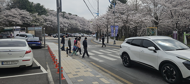 1 설봉공원 벚꽃 만개 상춘객 급증.jpg